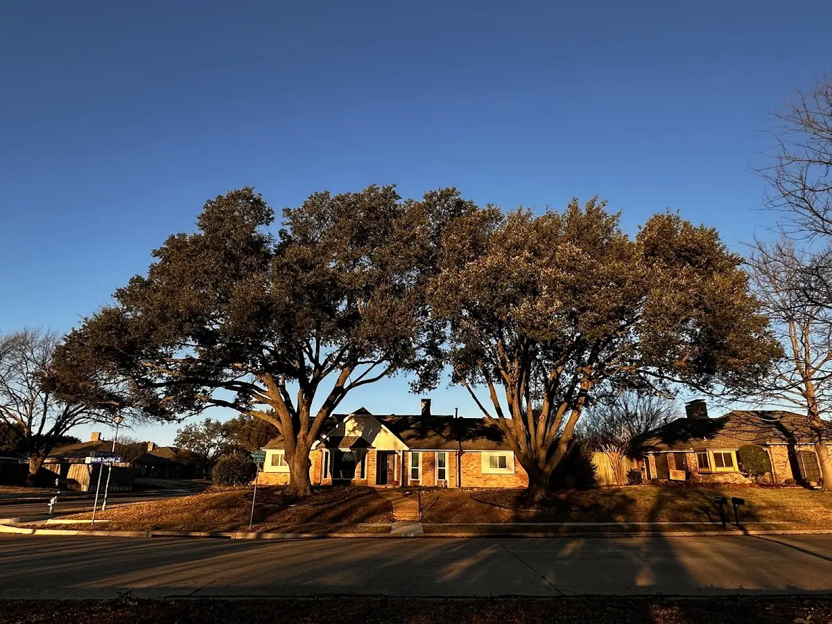 Established residential canopy tree shading a home in Benton City